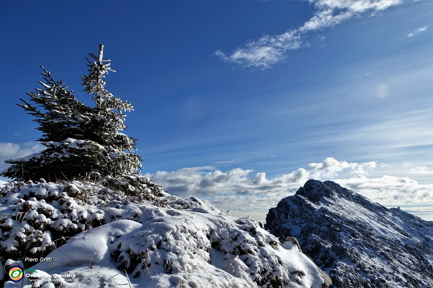 64 Pinetto imbiancato con vista in Cima Alben.JPG